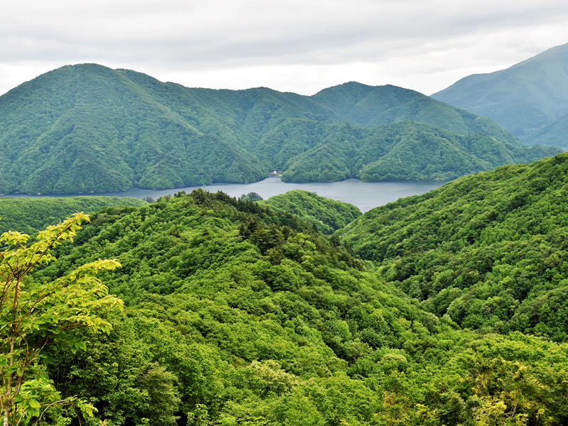 森林・林業について